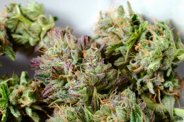 Fresh Marijuana Outdoor Buds Macro View Close Cannabis Flowers Trichomes — Stock Photo, Image