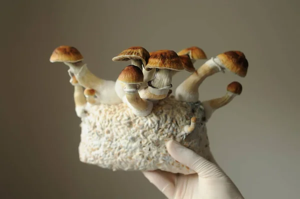 Myceliový Blok Psychedelických Hub Psilocybin Golden Teacher Pěstitel Houbami Psilocybe — Stock fotografie