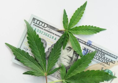 Marihuana beyaz arka planda dolar banknotunda kalır. Esrar yasallaştırma sorunları. Para ve kenevir. Taze ot bitkisi, yakın plan, üst görüş, düz alan..