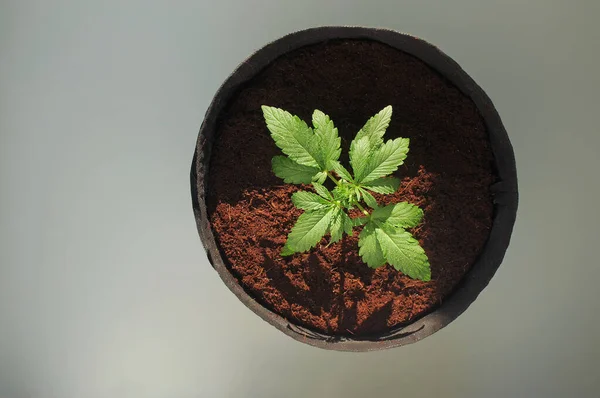 Kenevir tohumu yetiştiriyorum. Hindistan cevizi toprağı, üst görünümü ve düz yatağı olan bir tencerede kadın marihuana bitkisi..