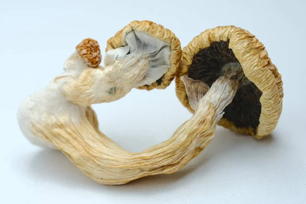 Beyaz arka planda psilosibin mantarlarının makro görüntüsü. Kurutulmuş psikedelik sihirli mantar, Altın Öğretmen. Mikro doz kavramı.
