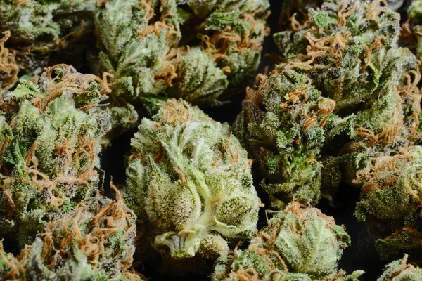 Patrón Brotes Cannabis Cbd Vista Macro Primer Plano Curación Secado — Foto de Stock