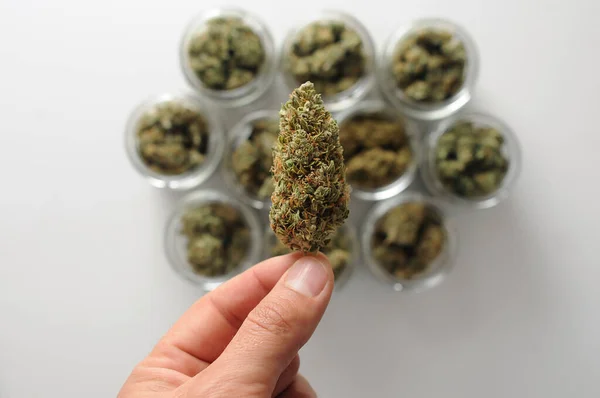 Des Trucs Herbe Séchage Séchage Cannabis Cultivateur Tient Dans Main — Photo