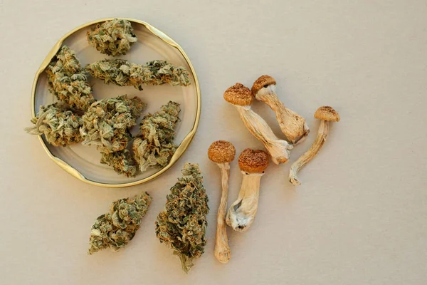 Layout Cogumelos Psilocybe Secos Botões Cannabis Fundo Marfim Viagem Psicadélica — Fotografia de Stock