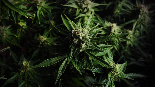 Esrarın arka planı sade. Çiçekli ot tomurcukları. Yeşil marihuana çeşitleri, düz uzanma, üst manzara. Kenevir yetiştirme, kapalı alanda yetiştirme konsepti. Gerilim LSD