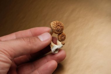 Psilosibin mantarları altın arka planda insanın elinde. Psikedelik sihirli Altın Öğretmen mantarları. Halüsinojen gezisi. Psikotropik terapi..