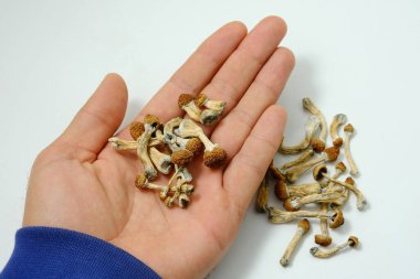 Beyaz arka planda Psilosibe Cubensis mantarları var. Psilosibin psikedelik sihirli mantarlar Altın Öğretmen. Üst manzara, düz yatış. Mikro doz kavramı.