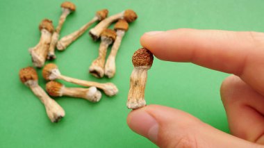Psilocybe Cubensis mushrooms in man's hand on green background. Psilocybin psychedelic magic mushrooms Golden Teacher. Top view, flat lay. Micro-dosing concept. clipart