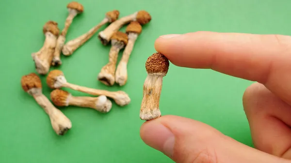 Yeşil arka planda Psilocybe Cubensis mantarları. Psilosibin psikedelik sihirli mantarlar Altın Öğretmen. Üst manzara, düz yatış. Mikro doz kavramı.