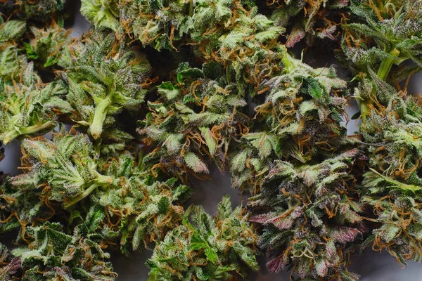 Čerstvé Marihuanové Poupata Trichomy Detailní Záběr Pozadí Konopí Makro Pohled — Stock fotografie