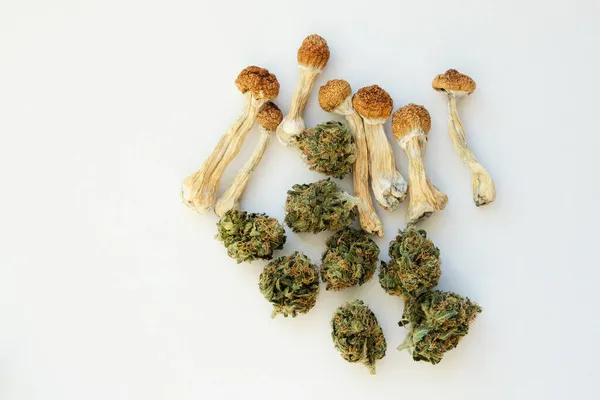 Layout Dried Psilocybe Mushrooms Marijuana Buds White Paper Background Psychedelic — Stock Photo, Image