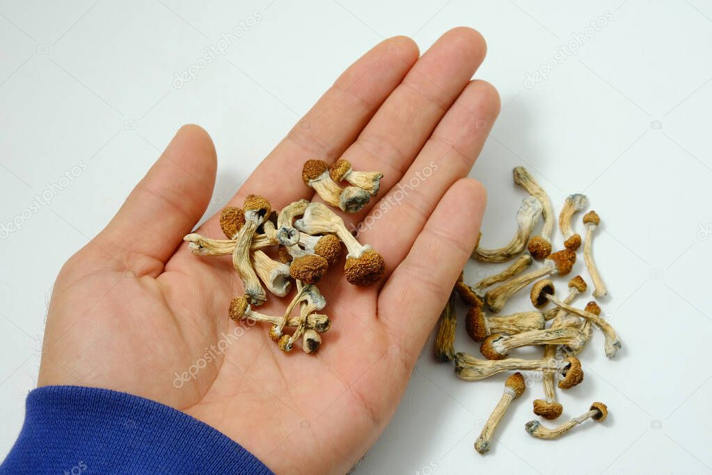 Psilocybe Cubensis mushrooms in man's hand on white background. Psilocybin psychedelic magic mushrooms Golden Teacher. Top view, flat lay. Micro-dosing concept.