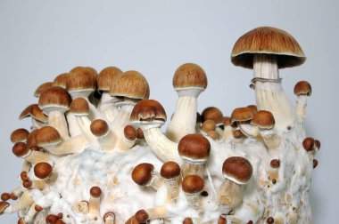 Beyaz arka planda Psilocybe Cubensis mantarlarının mikro büyümesi. Mycelium of psilocybin psychedelic mantar Golden Teacher. Makro manzara, yakın plan. Mikro doz kavramı.