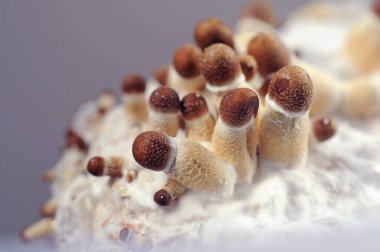 Beyaz arka planda Psilocybe Cubensis mantarlarının mikro büyümesi. Mycelium bloğu, psikedelik psilosibin mantarları, Altın Öğretmen. Makro manzara, yakın plan. Mikro doz kavramı.