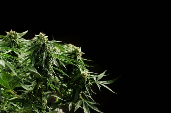 开花的杂草灌木 黑色背景的新鲜大麻品种植物 大麻种植 室内种植的概念 Lsd菌株 — 图库照片