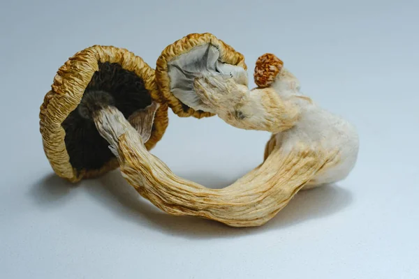 Beyaz arka planda psilosibin mantarlarının makro görüntüsü. Kurutulmuş psikedelik sihirli mantar, Altın Öğretmen. Mikro doz kavramı.