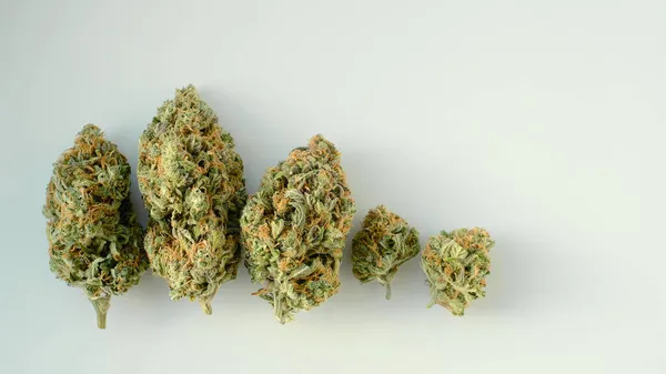 Macro Elrendezése Cannabis Virágzik Közelről Orvosi Cbd Rügyek Sorban Fehér — Stock Fotó