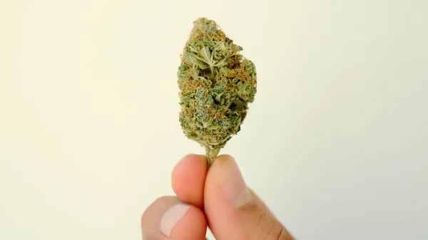 Marihuanový Záběr Zblízka Léčivé Konopí Kvete Rukou Člověka Bílém Pozadí — Stock fotografie