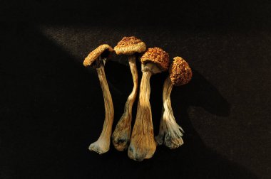 Kurumuş Psilocybe Cubensis Psilocybin mantarları siyah arka planda, düz yerde. Sihirli mantarlar Altın Öğretmen. Psikedelik ilham. Mikrodozlama kavramı.
