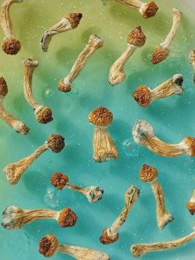 Mavi arka planda psilosibin mantarı deseni. Psikedelik sihir yolculuğu, kozmik bilinç. Kurumuş Psilocybe Cubensis Altın Öğretmeni, izole edilmiş, düz yatıyordu. Mikro doz kavramı.