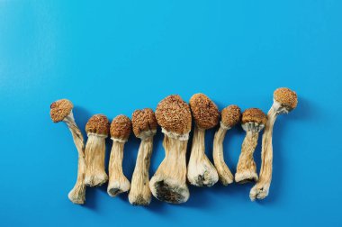Parlak mavi arkaplanda kuru psilosibin mantarları. Psikedelik sihirli mantar, Altın Öğretmen. Tıbbi kullanım. Mikrodozlama kavramı.
