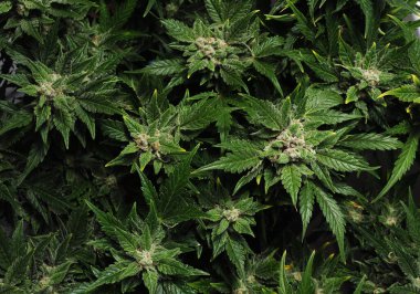 Çiçekli kenevir çalısı. Siyah arka planda izole edilmiş taze bitki, düz düzlük, üst manzara. Yeşil marijuana yaprakları. Bitkisel ilaç düzeni. Kenevir rekreasyonu, yasallaştırma konsepti.
