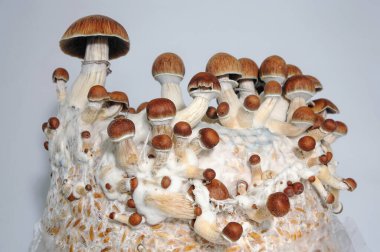 Beyaz arka planda Psilocybe Cubensis mantarlarının mikro büyümesi. Mycelium of psilocybin psychedelic mantar Golden Teacher. Makro manzara, yakın plan. Mikro doz kavramı.