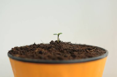 Kenevir yakın plan toprak arka planda izole edilmiş. Taze taze marihuana tohumu. Küçük yapraklı bebek kenevir Hindistan cevizi toprağında yetişir. Mikro büyüme kavramı.