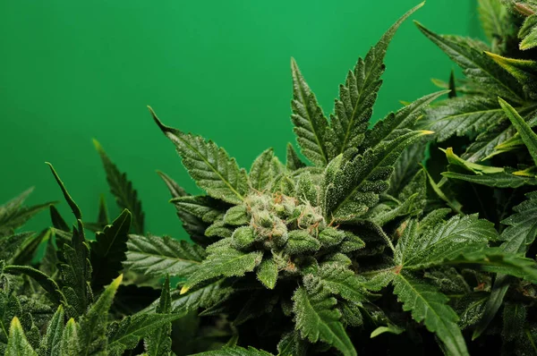 Arbusto Florido Cannabis Planta Fresca Isolada Sobre Fundo Verde Folhas — Fotografia de Stock