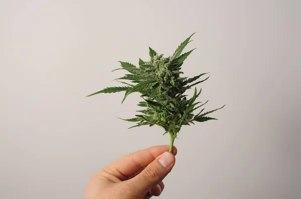 Virágzó Kannabisznövény Felnőtt Ember Friss Ágat Tart Kezében Marijuana Bud — Stock Fotó