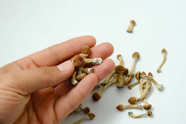 Psilosibe Cubensis mantarları beyaz arka planda insanın elinden dökülür. Psikedelik psilosibin sihirli mantarlar Altın Öğretmen. Üst manzara, düz yatış. Mikro büyüme kavramı.