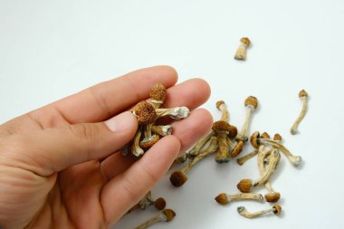 Psilocybe Cubensis mushrooms spills from man's hand on white background. Psychedelic psilocybin magic mushrooms Golden Teacher. Top view, flat lay. Micro growing concept. clipart