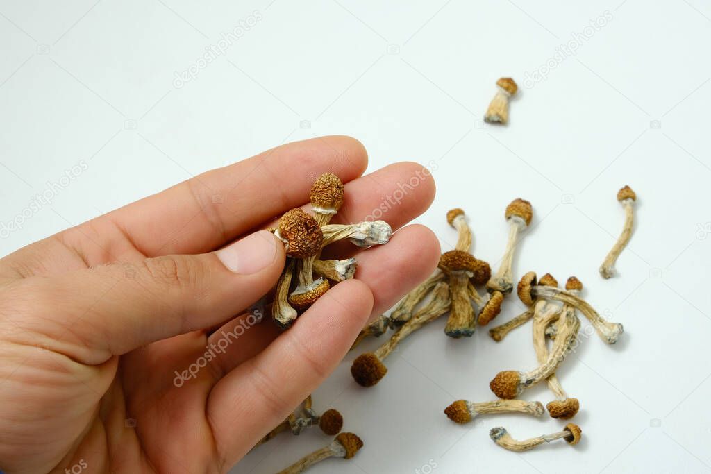 Psilocybe Cubensis mushrooms spills from man's hand on white background. Psychedelic psilocybin magic mushrooms Golden Teacher. Top view, flat lay. Micro growing concept.