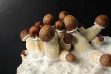Siyah arka planda Psilocybe Cubensis 'in mikro büyümesi. Mycelium bloğu, psikedelik psilosibin mantarları, Altın Öğretmen. Makro manzara, yakın plan. Mikro doz kavramı.