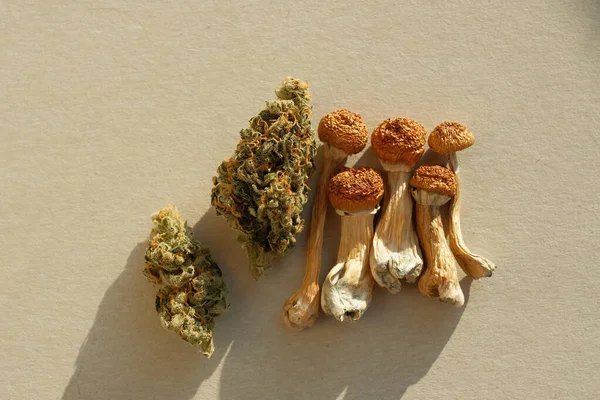 Indeling Van Gedroogde Psilocybe Champignons Marihuana Knoppen Ivoren Achtergrond Psychedelische — Stockfoto