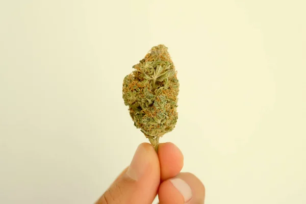 Primer Plano Del Brote Marihuana Floración Medicinal Del Cannabis Mano —  Fotos de Stock