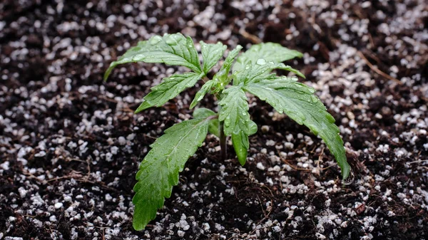 Mikroanbau Von Cannabis Sämlingen Auf Schwarzem Hintergrund Kleine Marihuana Pflanze — Stockfoto