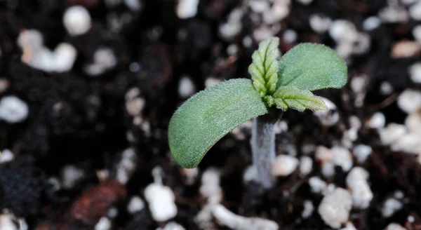 Κάνναβη Φυτρώνει Από Κοντά Στο Έδαφος Φρέσκα Νεαρά Φυτά Μαριχουάνας — Φωτογραφία Αρχείου