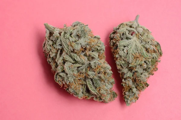Marihuanové Poupata Zblízka Léčivé Konopí Kvetoucí Růžovém Pozadí Izolované Rekreace — Stock fotografie