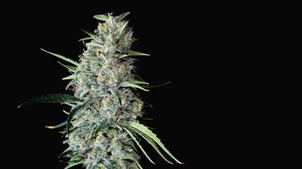 Virágzó Kannabiszbokor Friss Növény Fekete Háttérrel Gyógynövény Elrendezése Kenderpihenés Mikrotermesztési — Stock Fotó