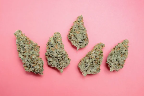 Marihuana tomurcukları yakın plan. Tıbbi kenevirin gül arka planında çiçek açması, izole. Kenevir rekreasyonu, tıbbi kullanım, yasallaştırma. 