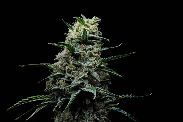 Çiçekli kenevir çalısı. Siyah arka planda izole edilmiş taze bitki. Bitkisel ilaç düzeni. Kenevir rekreasyonu, mikro büyüme konsepti.