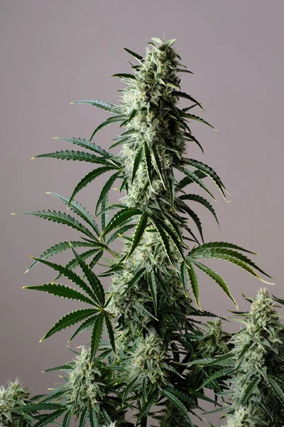 Kwitnący Krzak Konopi Świeża Marihuana Pąki Konopi Zielonych — Zdjęcie stockowe