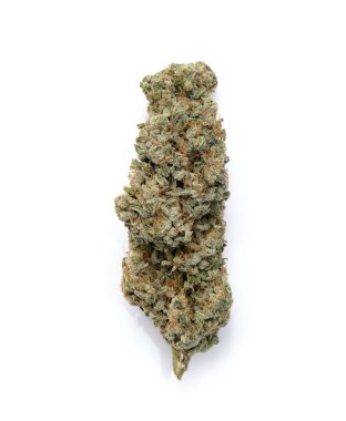 Kenevir tomurcuklanıyor, makro görünüm. Beyaz arka planda esrar tomurcuğu. Kenevir yetiştirme konsepti. 