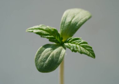Kenevir filizleri çok yakın. Taze taze marihuana tohumu. Işık arkaplan üzerinde büyüyen bitki.