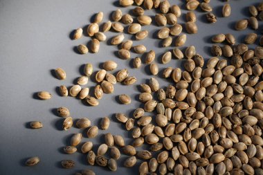 Kenevir tohumlarını yakından çek. Gri arka planda marihuana tohumları