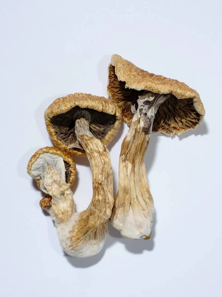 Psilocybin Hongos Mágicos Psicodélicos Sobre Fondo Blanco Setas Psilocybe Seco —  Fotos de Stock