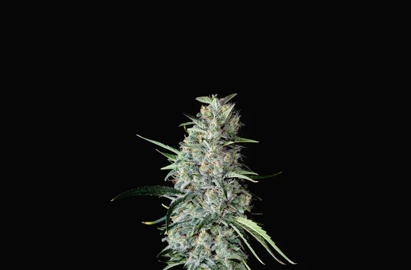 Salgı bezleriyle kenevir çalısı açıyor. Taze CBD tesisi siyah arka planda izole edildi. Bitkisel ilaç düzeni. Kenevir rekreasyonu, mikro büyüme konsepti.