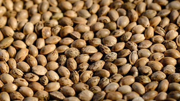 Hemp seeds background. Cannabis seeds close-up. Edible marijuana production.