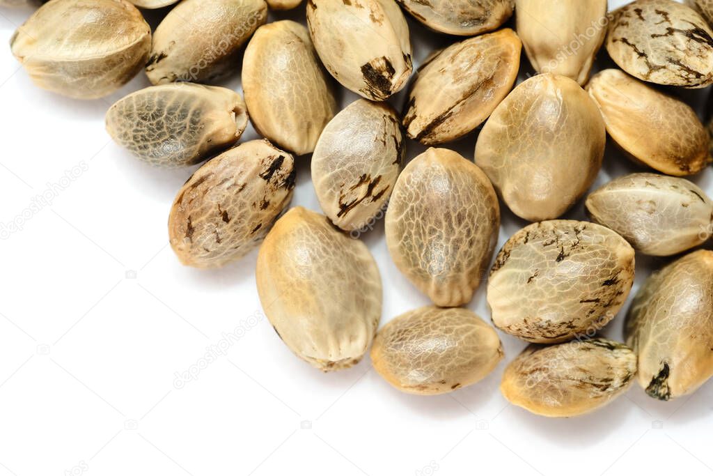 Hemp seeds macro isolate on white background. Cannabis seeds close-up. 